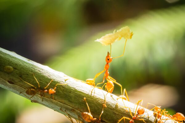 team-of-ants-carrying-piece-of-food-together-2026-03-17-07-13-15-utc