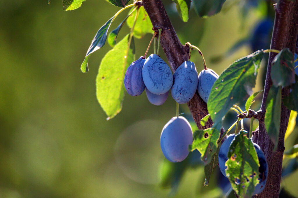 Wild plum fruit grow on branch