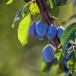 Wild plum fruit grow on branch