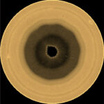 Saturn South Pole
