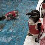 Copper suits help injured penguins recover in Chile