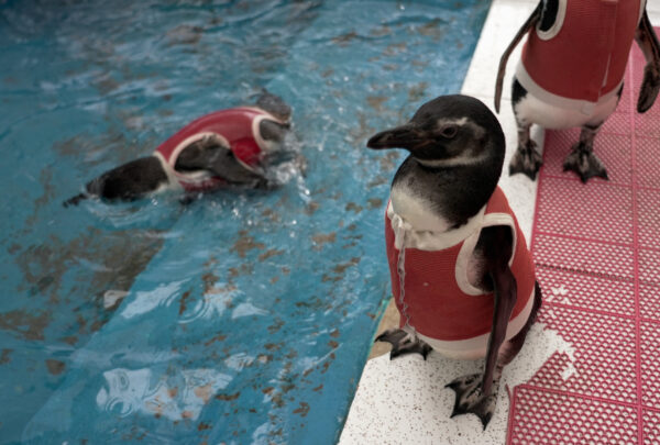 Copper suits help injured penguins recover in Chile
