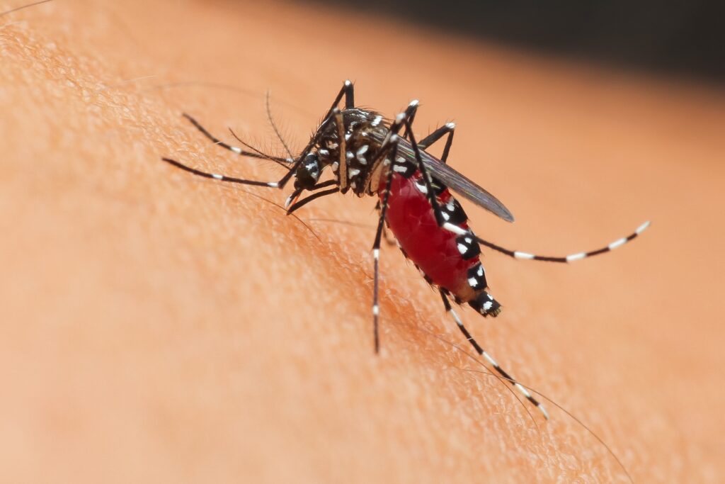 aedes-mosquito-engorged-with-blood-on-host-2026-01-07-00-30-04-utc