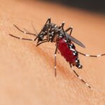 aedes-mosquito-engorged-with-blood-on-host-2026-01-07-00-30-04-utc