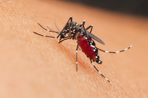 aedes-mosquito-engorged-with-blood-on-host-2026-01-07-00-30-04-utc