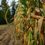 Closeup shot of cornfield during harvest