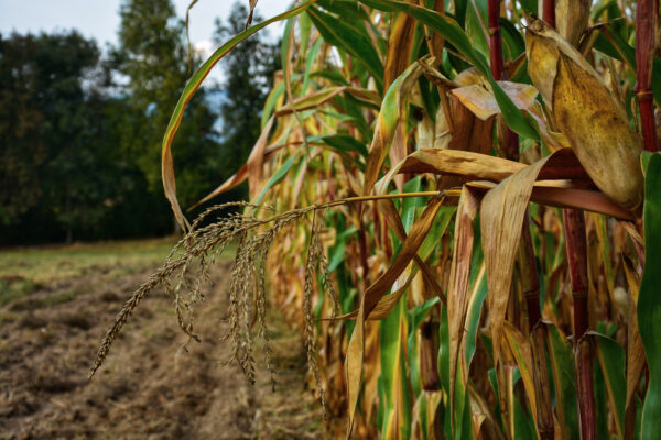 Closeup shot of cornfield during harvest