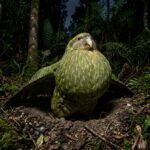 gabrupawpixels-kakapo-10229880