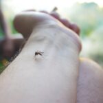 mosquito-on-a-person-s-arm-in-a-forest-2026-03-16-04-47-09-utc