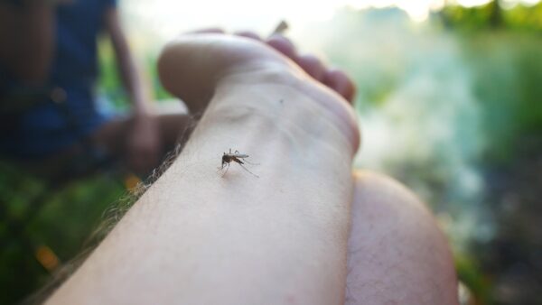 mosquito-on-a-person-s-arm-in-a-forest-2026-03-16-04-47-09-utc