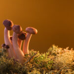 mushrooms-growing-in-moss-with-golden-background-2026-01-07-05-30-47-utc