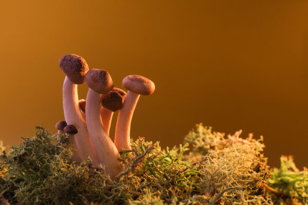 mushrooms-growing-in-moss-with-golden-background-2026-01-07-05-30-47-utc