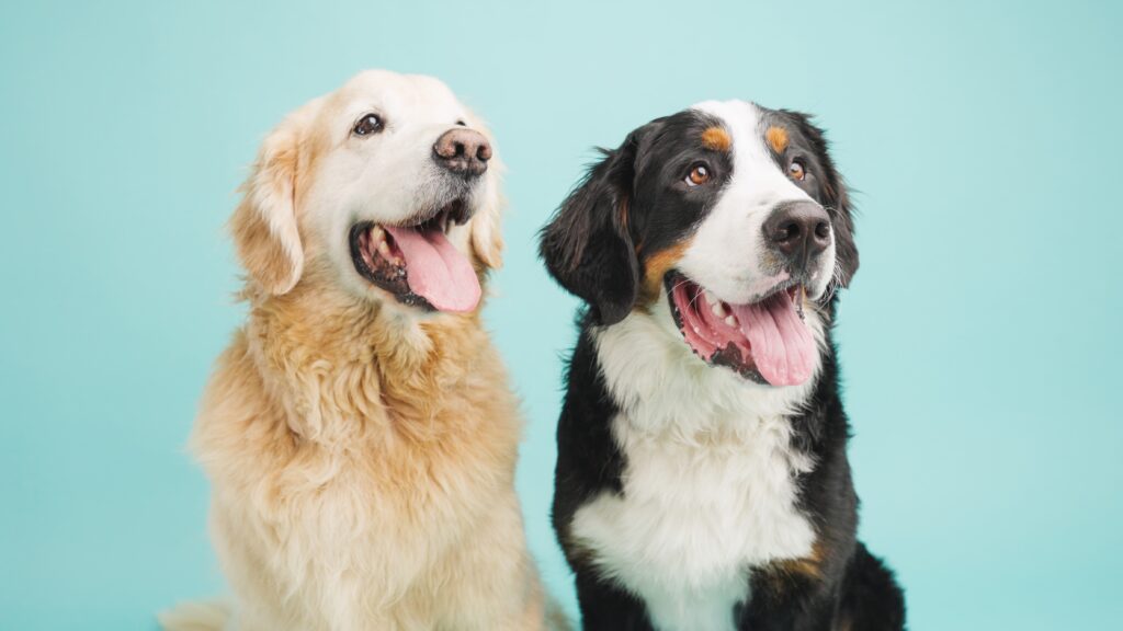 Golden retriever and bernese mountain dog panting on turquoise background
