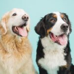 Golden retriever and bernese mountain dog panting on turquoise background